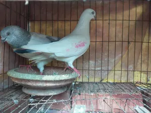 Pigeons for Sale