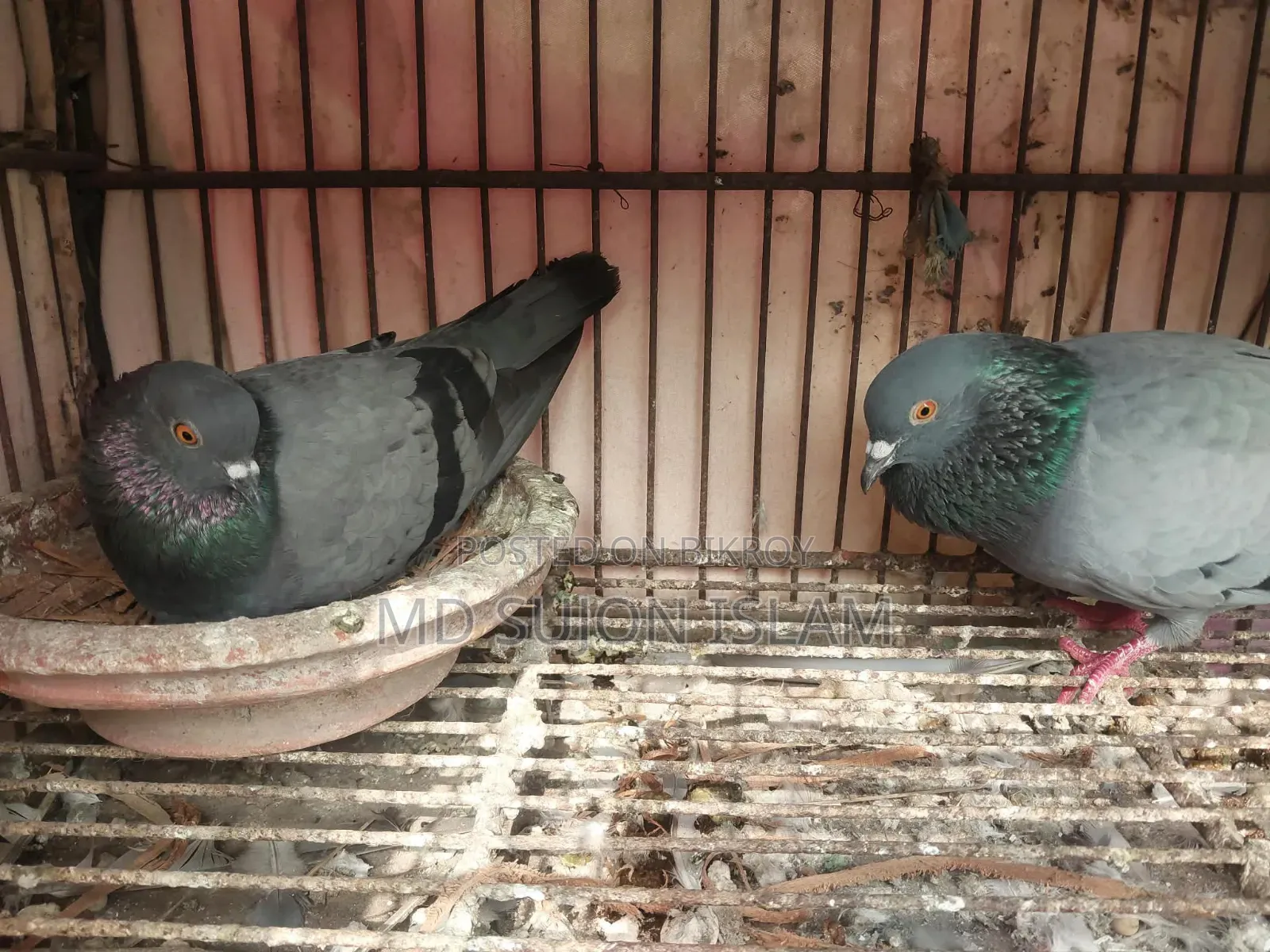 Pigeons for Sale