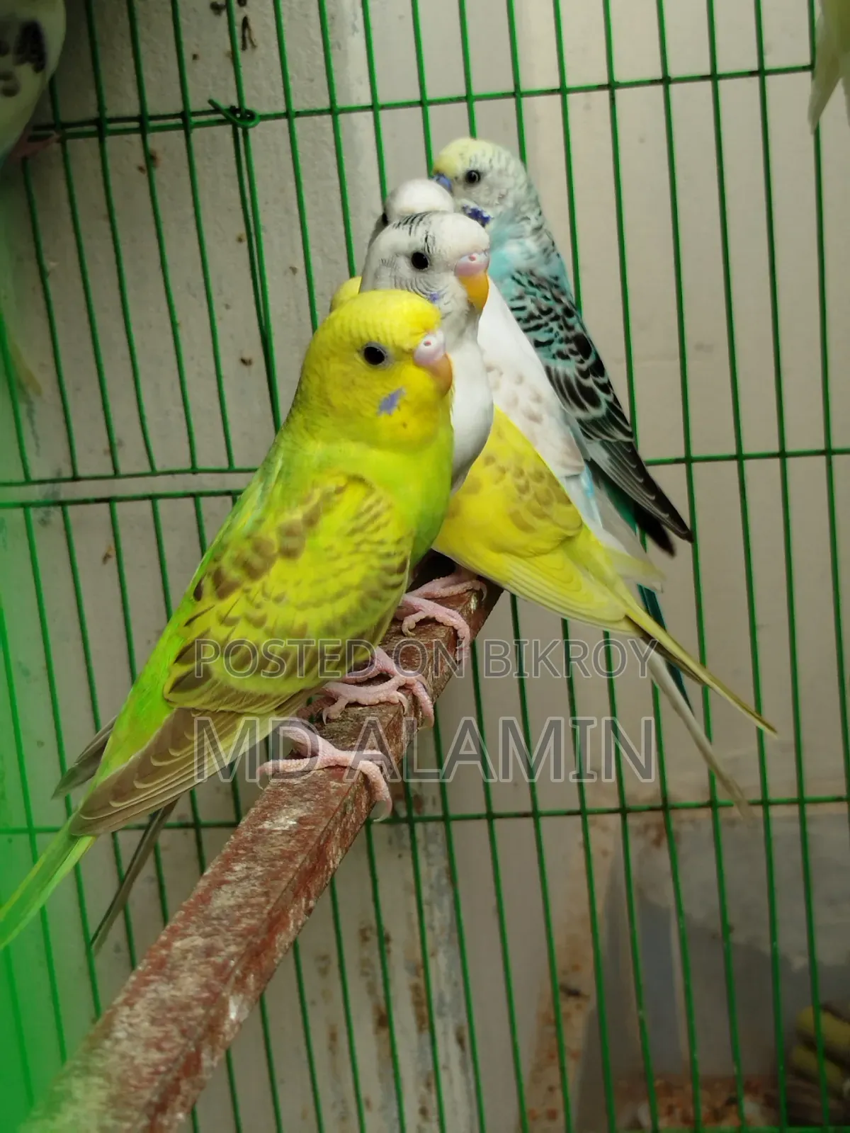 বাজরিগার পাখি (আশুলিয়া)
