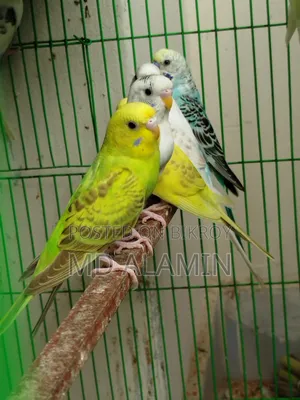 বাজরিগার পাখি (আশুলিয়া)