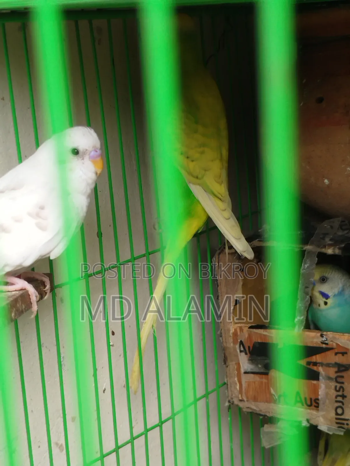 বাজরিগার পাখি (আশুলিয়া)