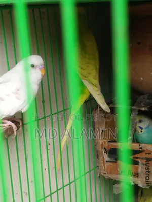 বাজরিগার পাখি (আশুলিয়া)