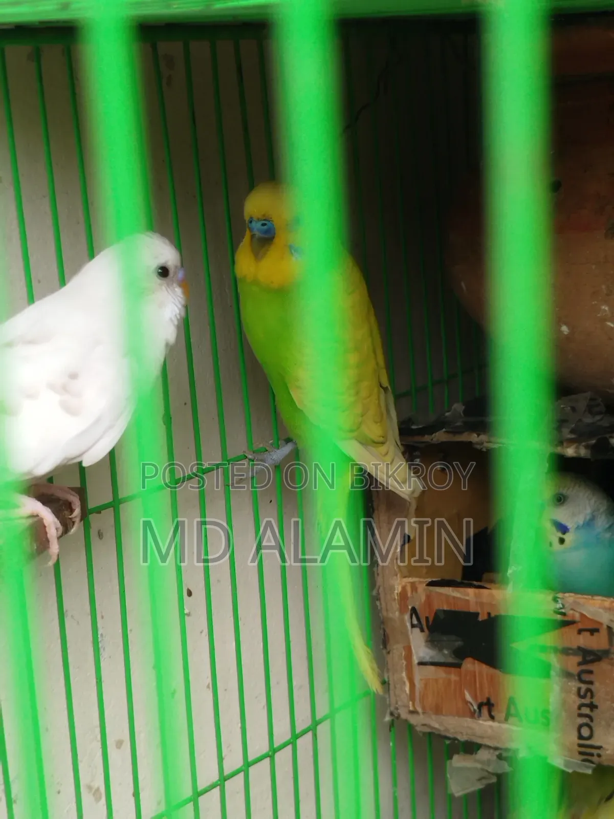 বাজরিগার পাখি (আশুলিয়া)