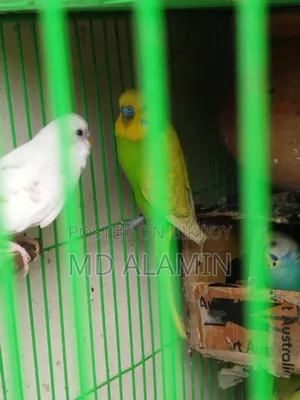 বাজরিগার পাখি (আশুলিয়া)
