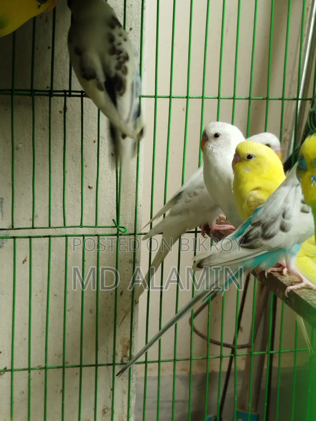 বাজরিগার পাখি (আশুলিয়া)