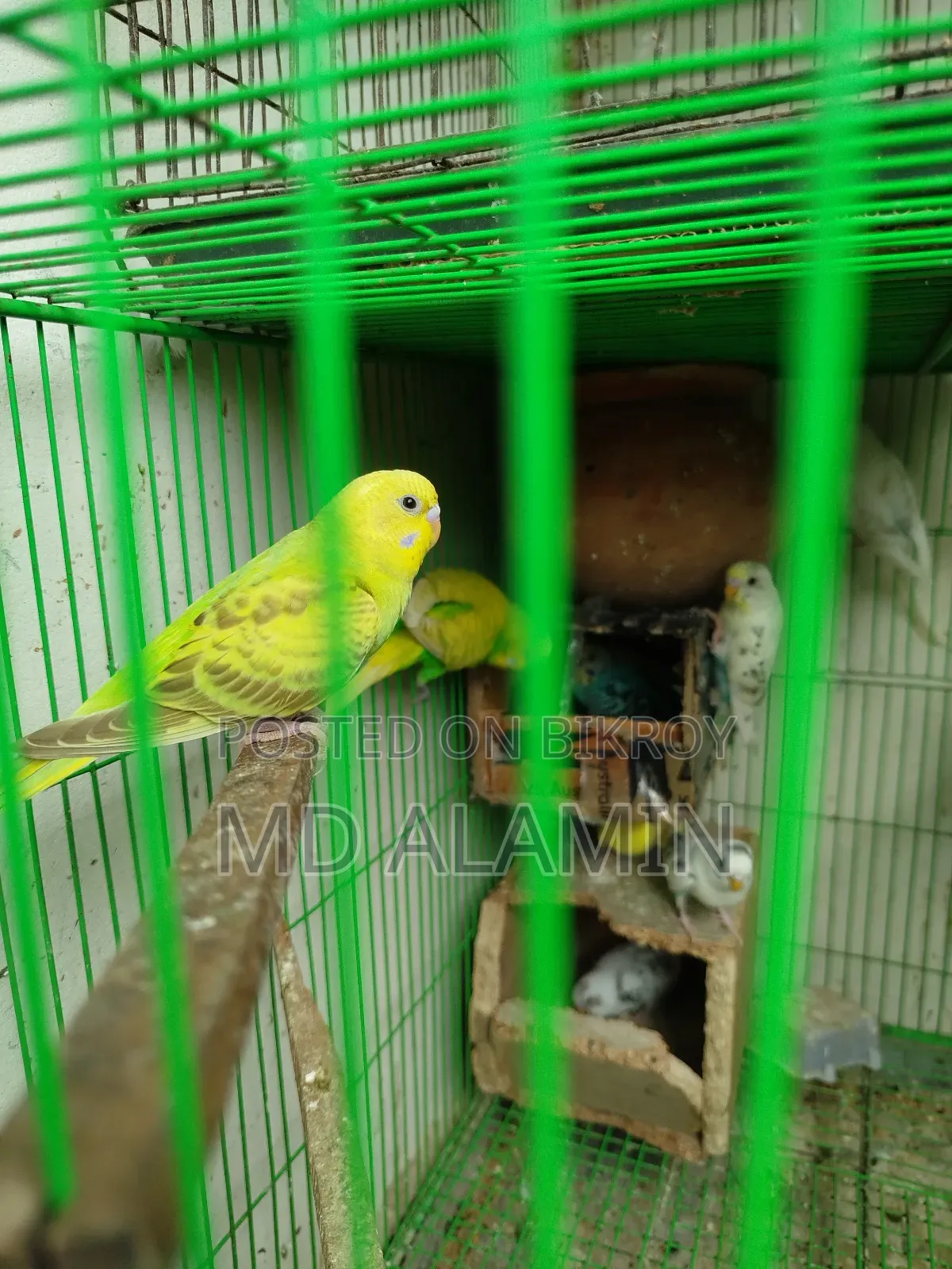 বাজরিগার পাখি (আশুলিয়া)