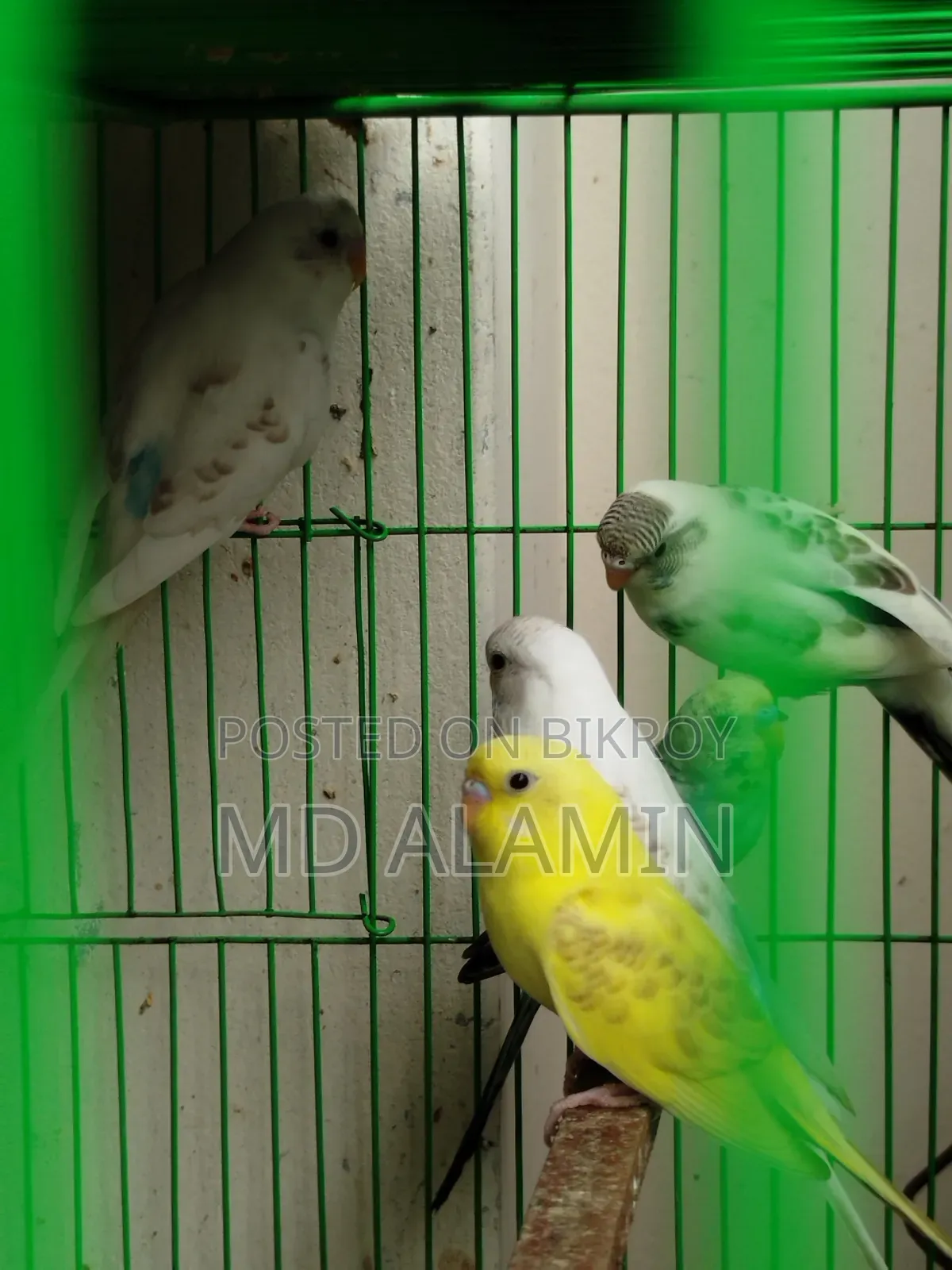 বাজরিগার পাখি (আশুলিয়া)