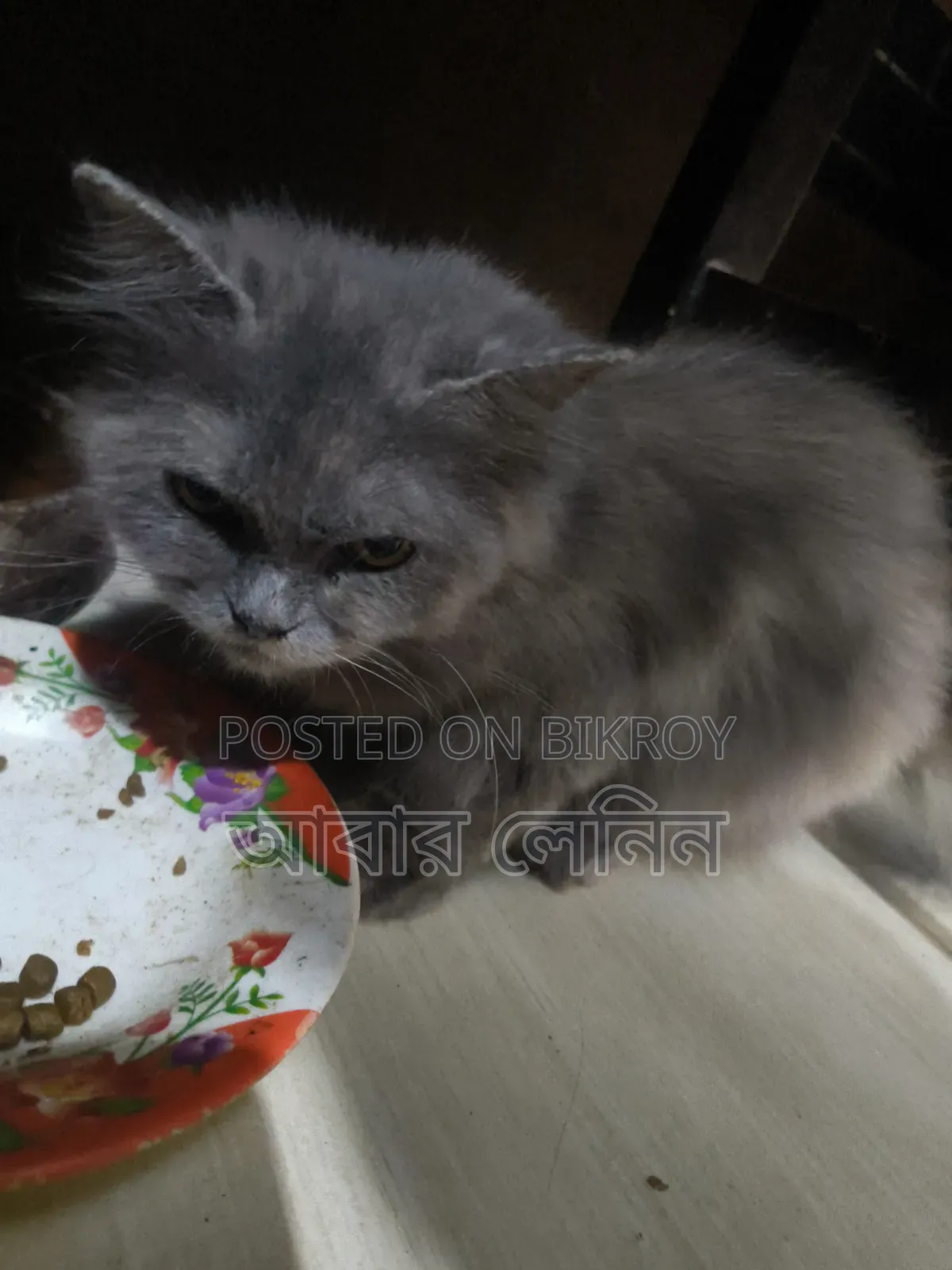 6-12 Months Female Purebred Persian Cat