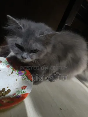 6-12 Months Female Purebred Persian Cat