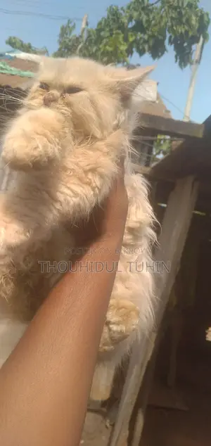 ৬-১২ মাস বয়সী পুরুষ মিক্সড ব্রিড পার্সিয়ান
