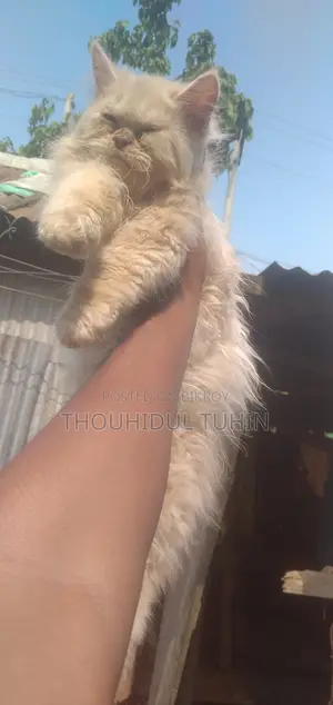 ৬-১২ মাস বয়সী পুরুষ মিক্সড ব্রিড পার্সিয়ান