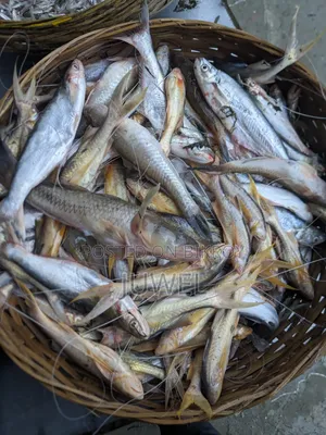বরিশালের লোকাল নদীর তাজা মাছ