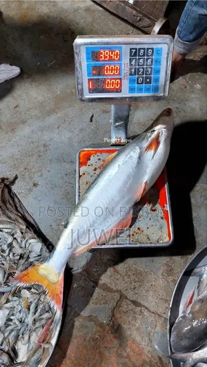 বরিশালের লোকাল নদীর তাজা মাছ