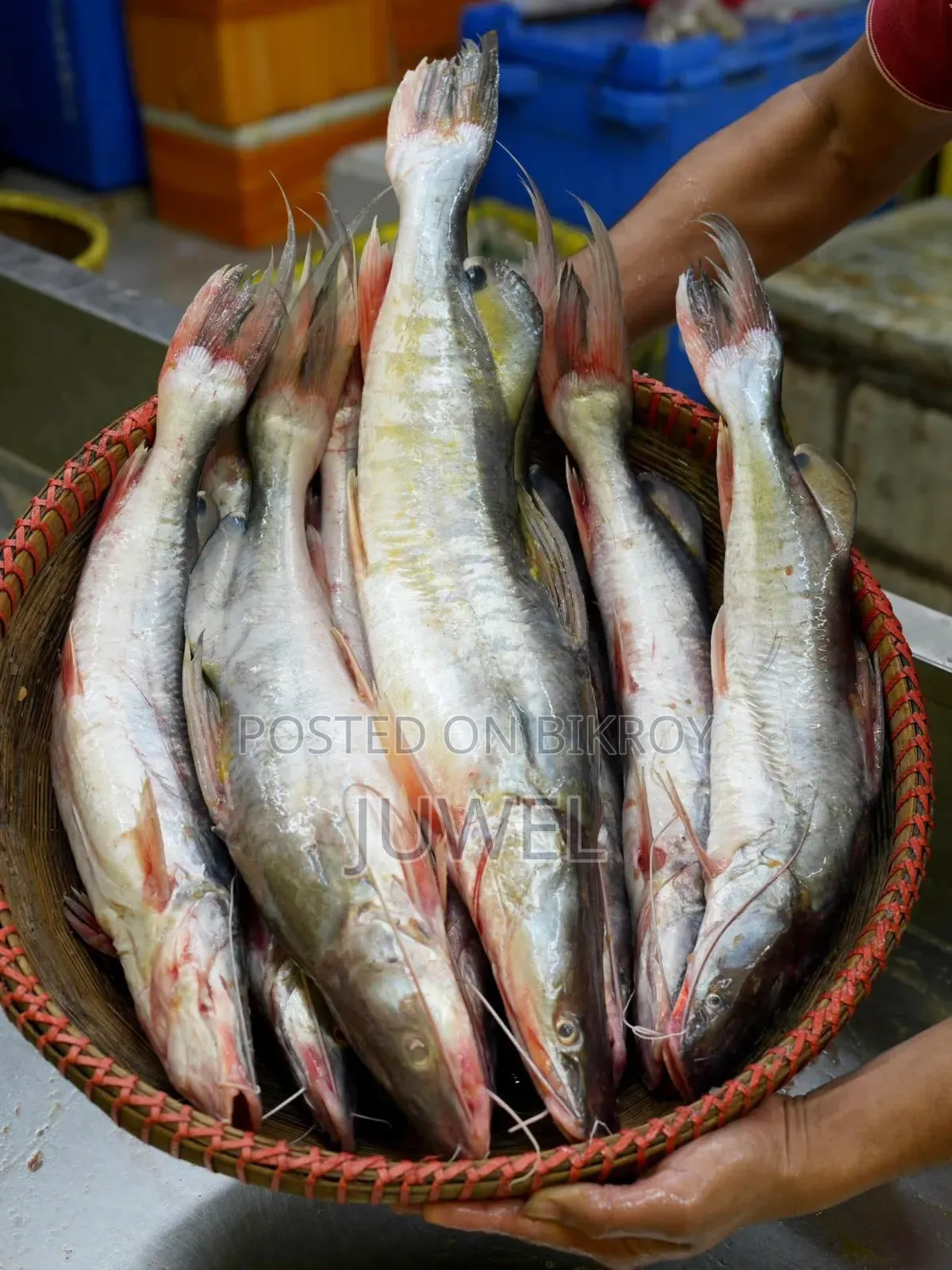 বরিশালের লোকাল নদীর তাজা মাছ
