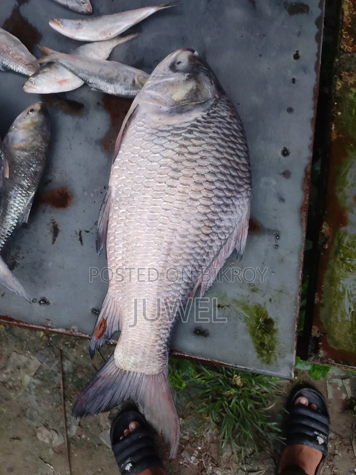 বরিশালের লোকাল নদীর তাজা মাছ