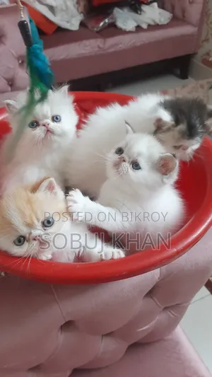 ১-৩ মাস বয়সী পুরুষ মিক্সড ব্রিড এক্সোটিক