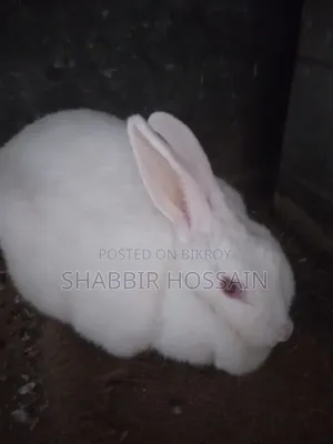 Pet Rabbit for Sale