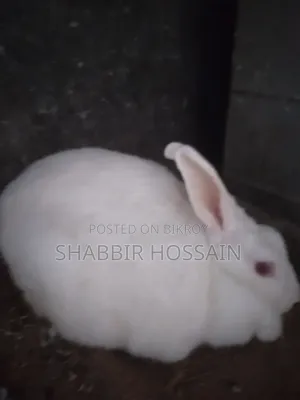 Pet Rabbit for Sale