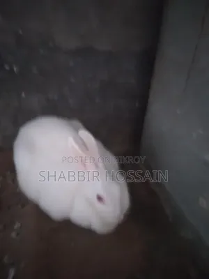 Pet Rabbit for Sale
