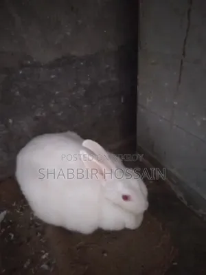 Pet Rabbit for Sale