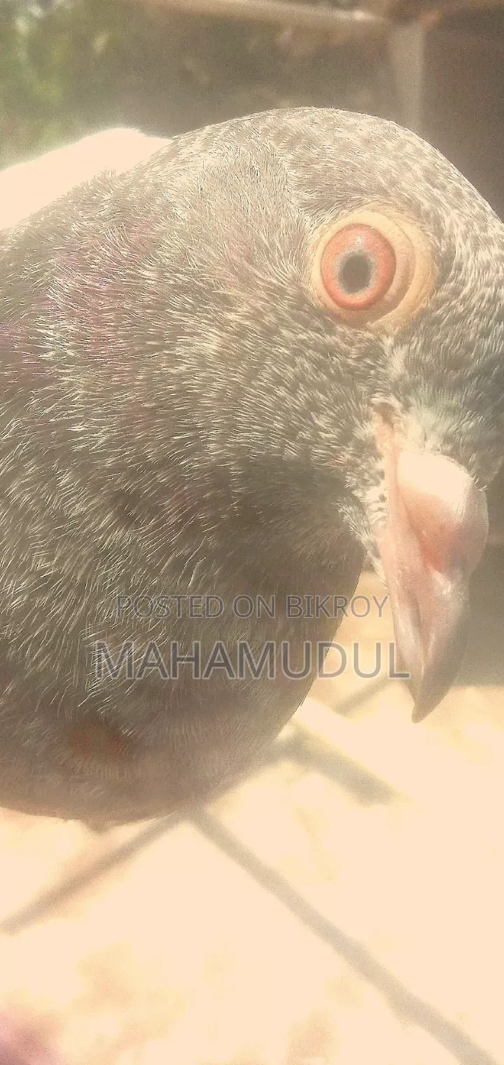 Red Eyes, Dabwala Pigeon, Mashallah.
