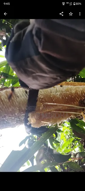 Honey Harvesting. Safe and Efficient Honey Harvesting Service – 100% Purity Guaranteed!