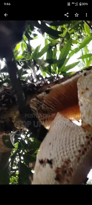Honey Harvesting. Safe and Efficient Honey Harvesting Service – 100% Purity Guaranteed!