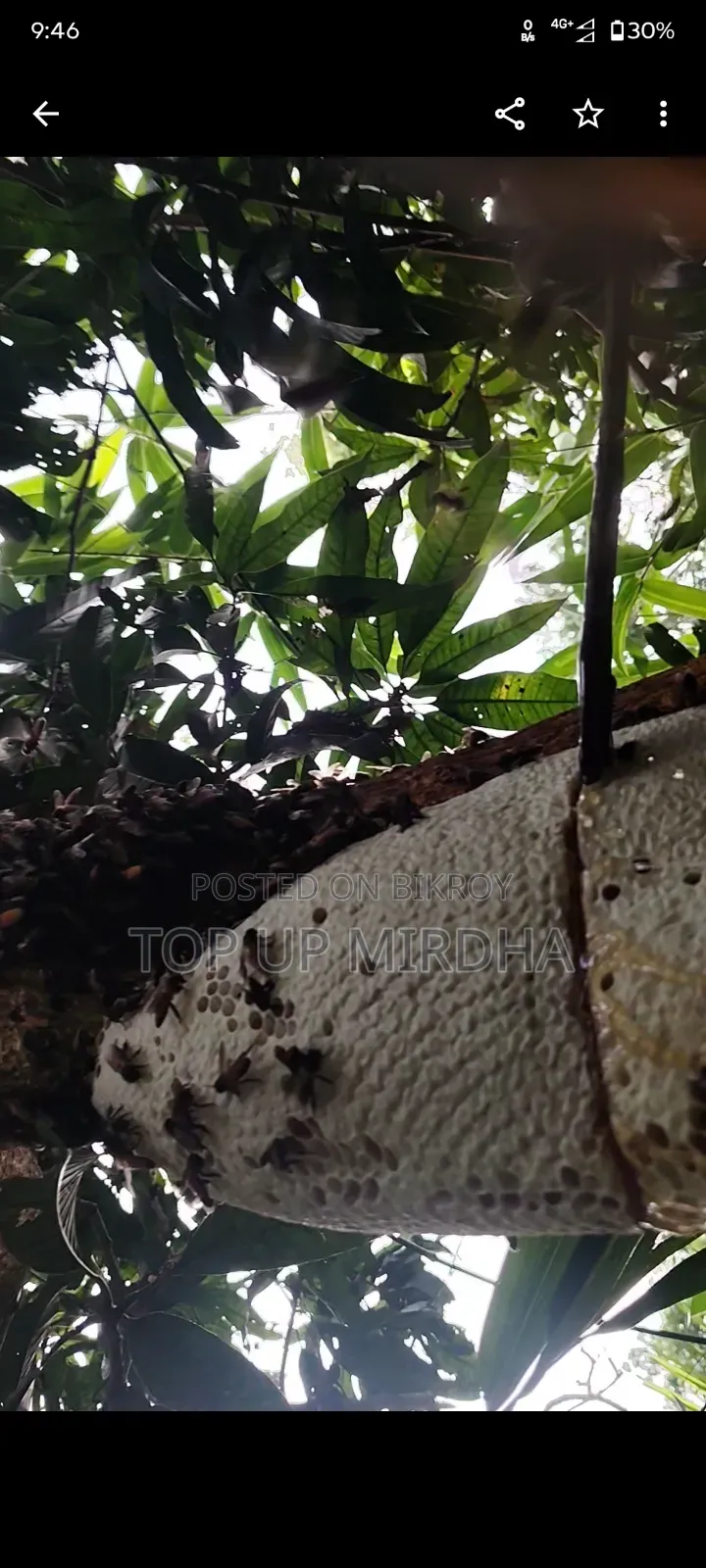 Honey Harvesting. Safe and Efficient Honey Harvesting Service – 100% Purity Guaranteed!
