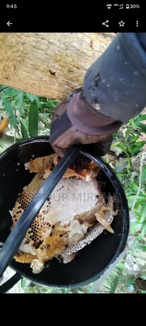 Honey Harvesting. Safe and Efficient Honey Harvesting Service – 100% Purity Guaranteed!