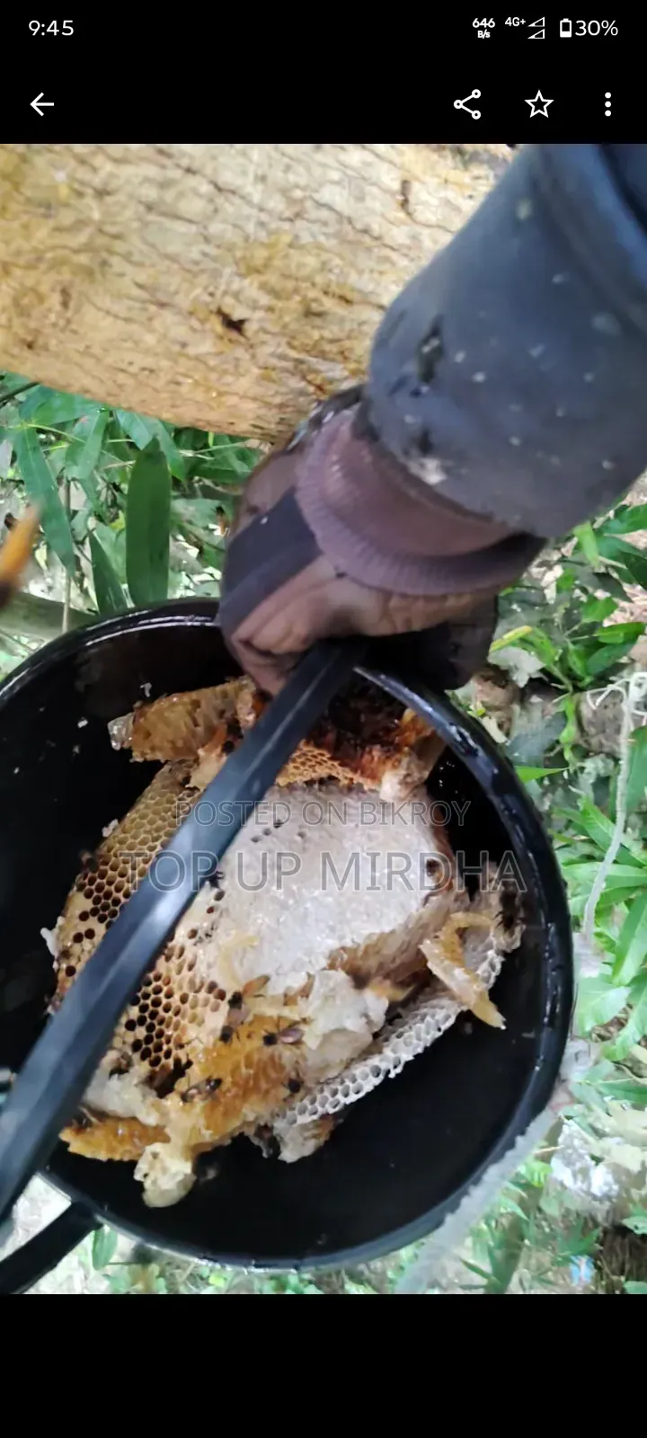 Honey Harvesting. Safe and Efficient Honey Harvesting Service – 100% Purity Guaranteed!