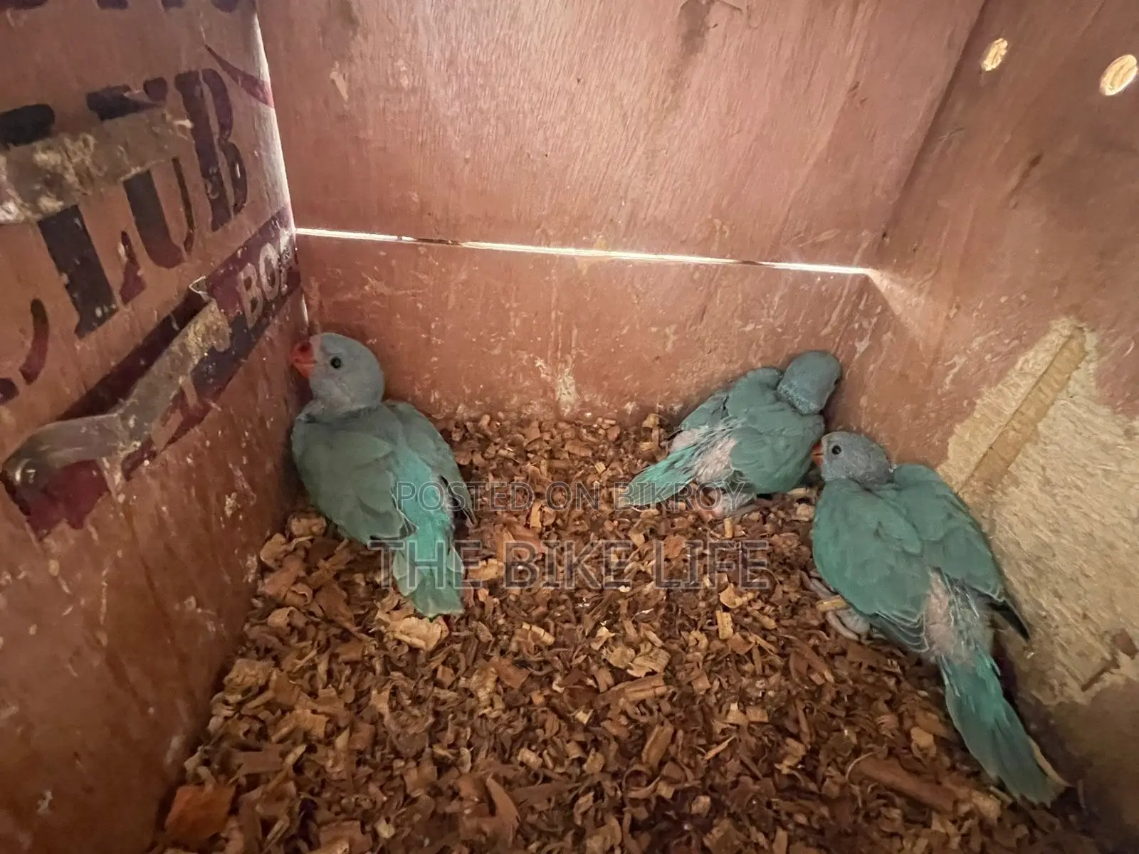 Blue Ringneck Baby
