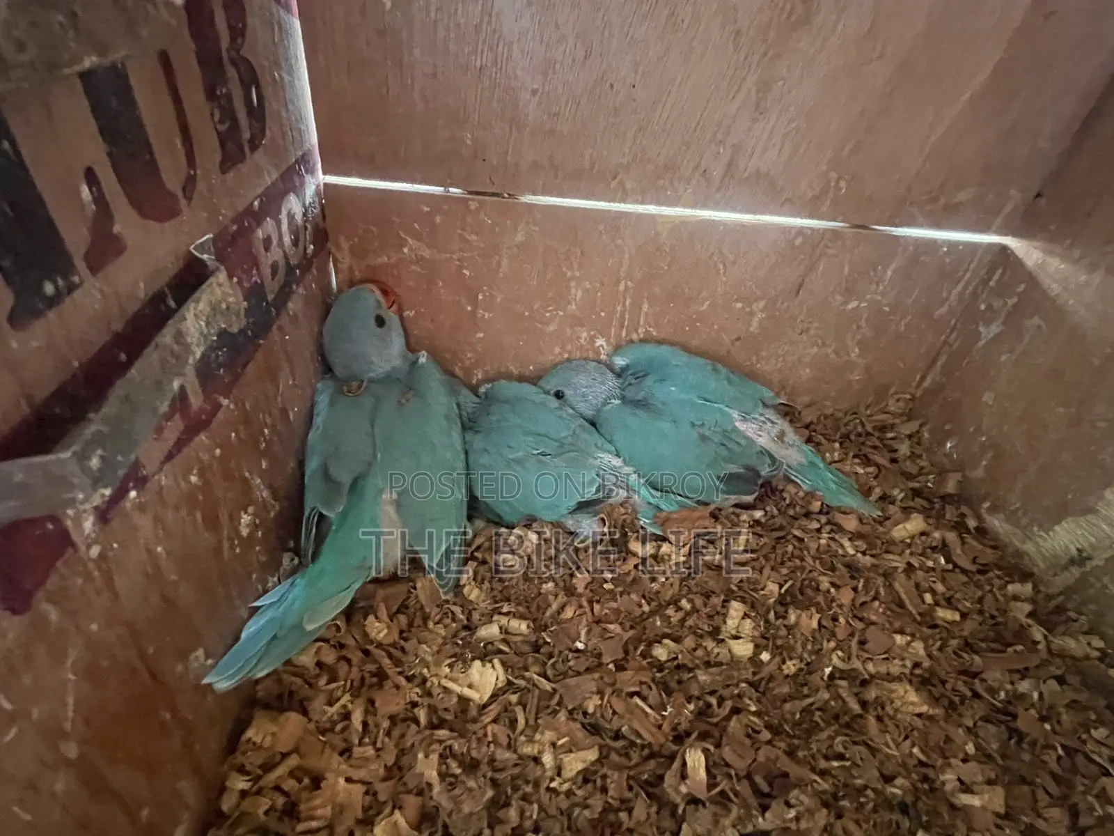 Blue Ringneck Baby