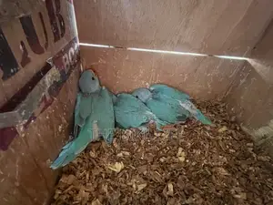 Blue Ringneck Baby