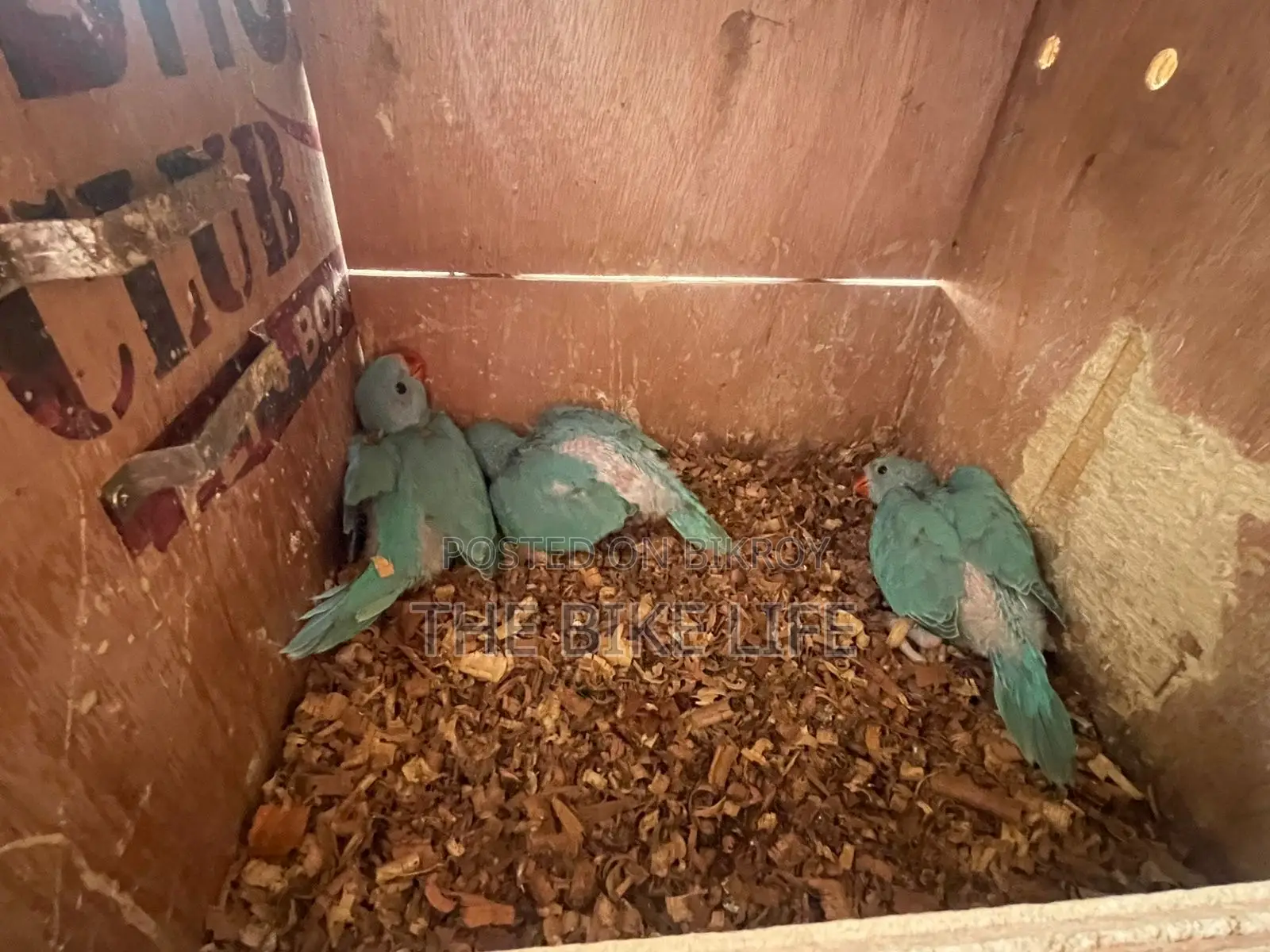 Blue Ringneck Baby
