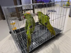 টিয়া পাখি