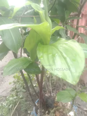 ইনসুলিন ট্রি প্লানেট