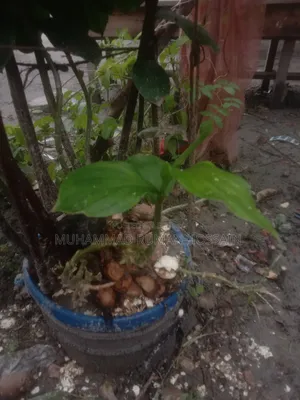 Insulin Plant