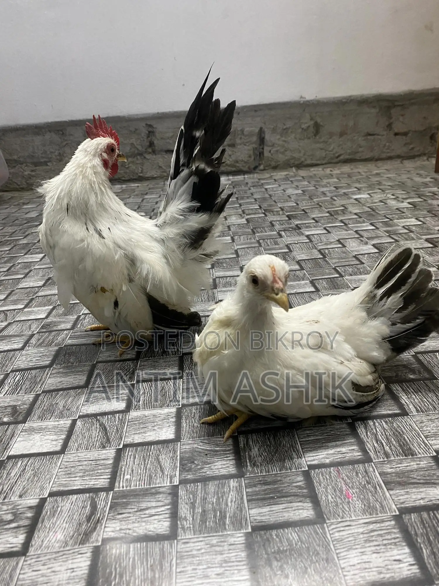 Japanese Bentham Black Tail