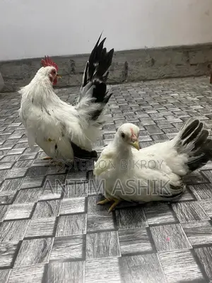 Japanese Bentham Black Tail