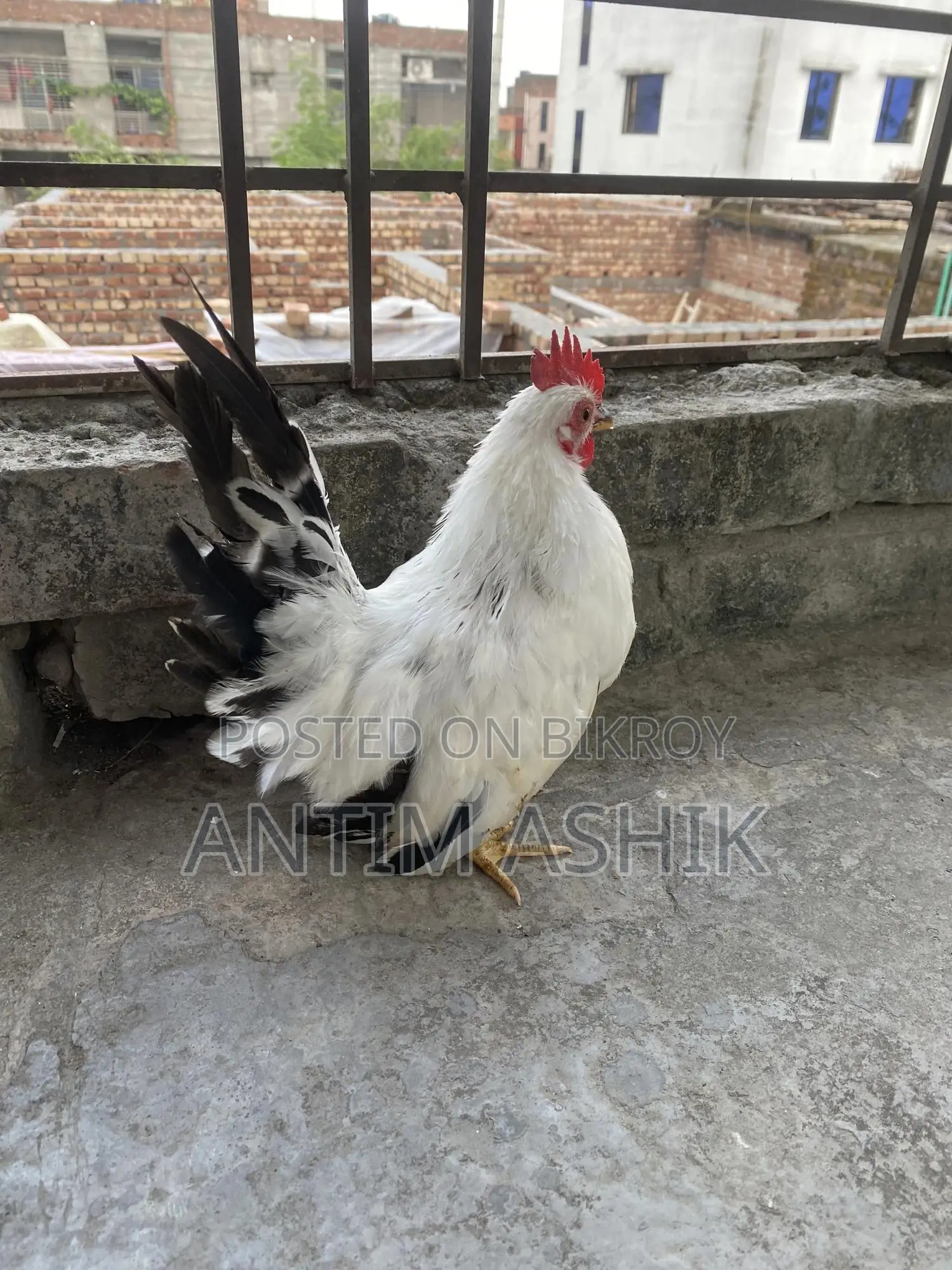Japanese Bentham Black Tail