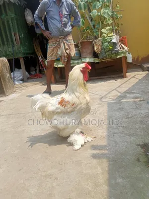 ব্রাহামা মোরগ বিক্রয়