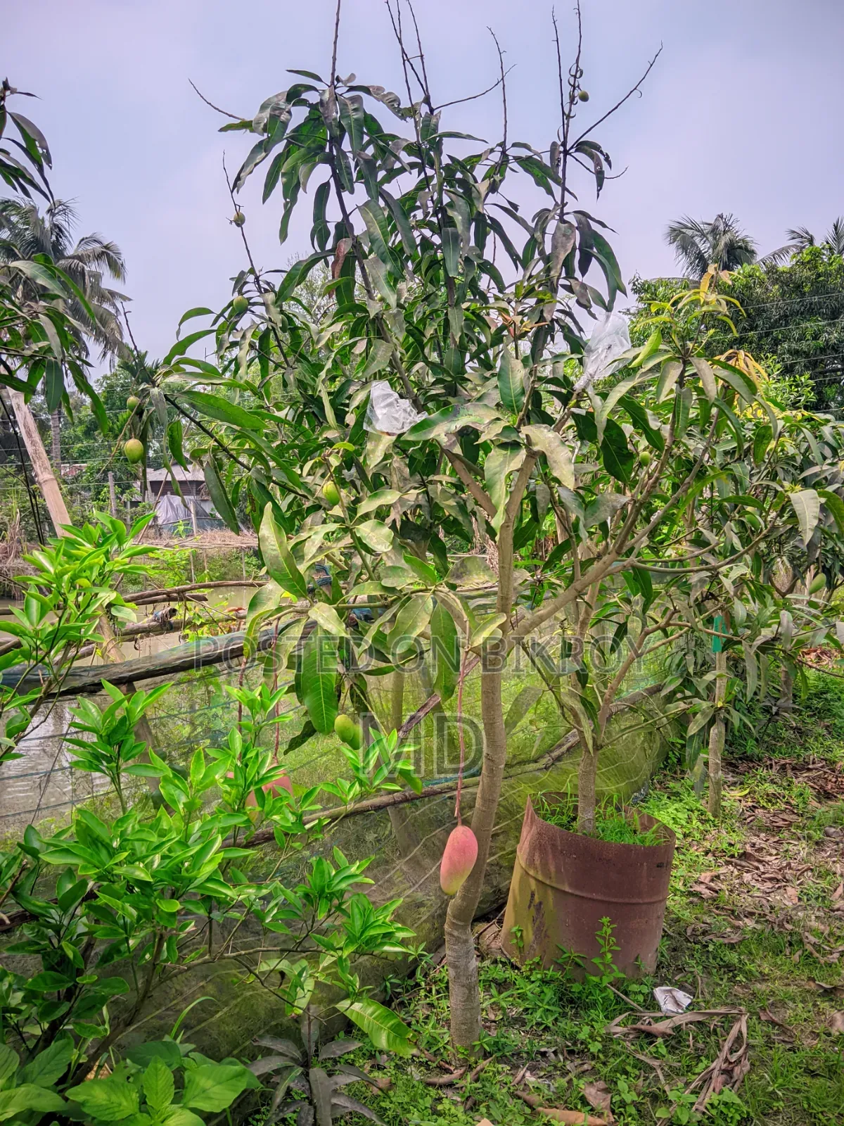 Sweet & Sour Red Mangoes