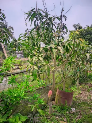 Sweet & Sour Red Mangoes