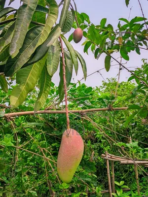 Sweet & Sour Red Mangoes