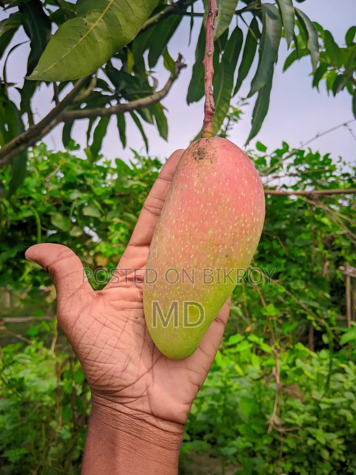 Sweet & Sour Red Mangoes