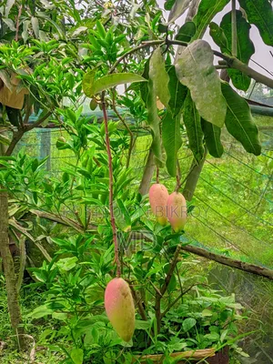 কাচা মিটা আম