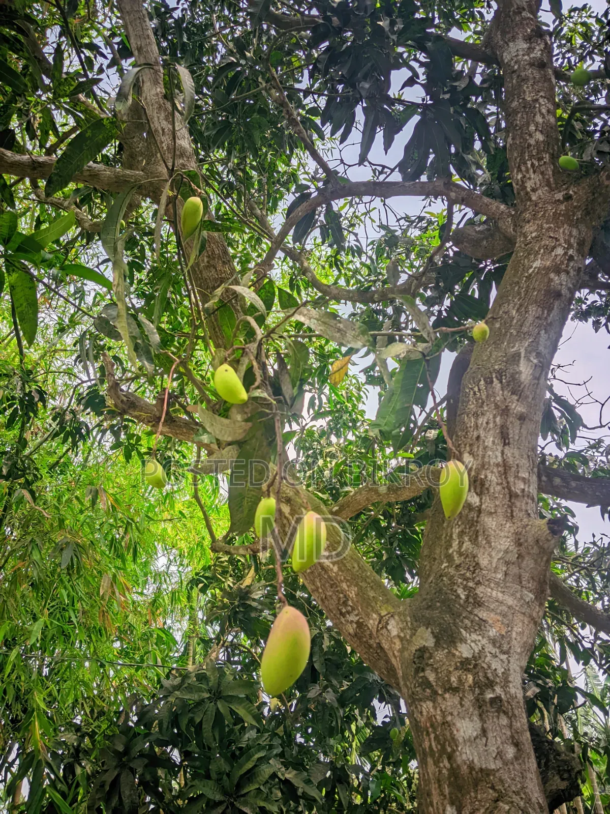 Sweet & Sour Red Mangoes