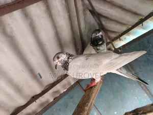 Running Pigeons