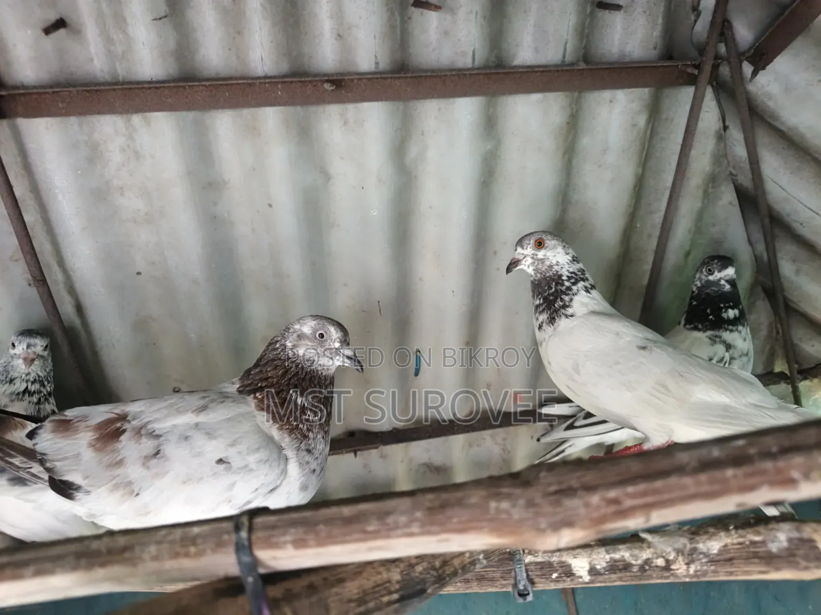 Running Pigeons