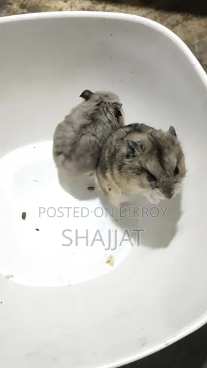 Dwarf Campbell Hamster
